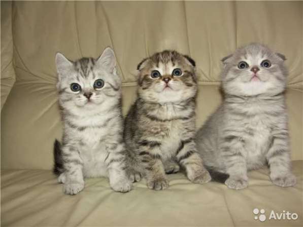 Коты на вязку котята-вислоухие и прямоухие в Костроме фото 8