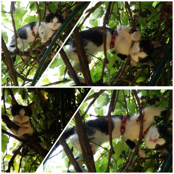 Кошечка Фифа в добрые руки в Ставрополе фото 5