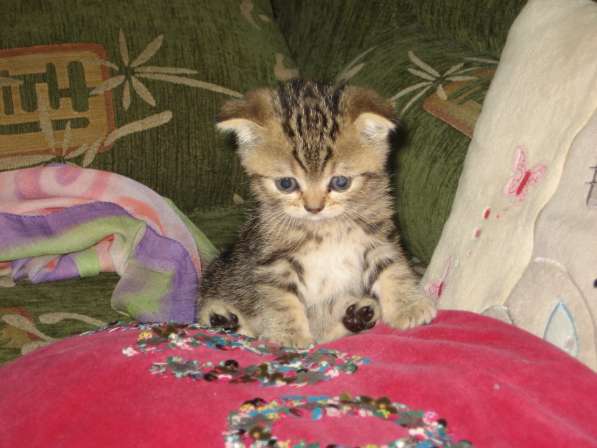 Котята шотландской породы в Самаре фото 18