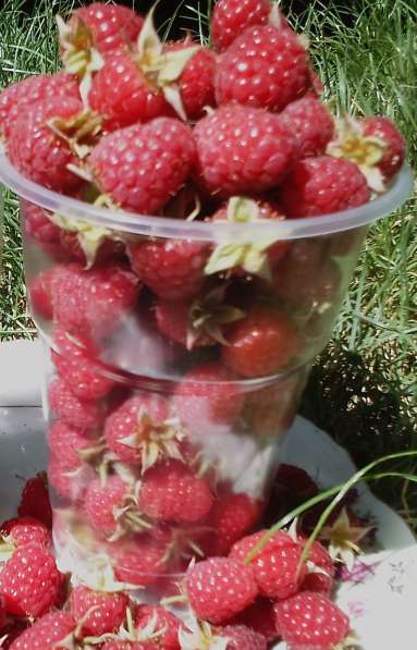 Продам свежую ягоду малину в Луганске в фото 4