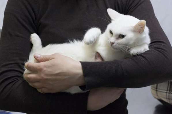 Прекрасная кошка по имени Сага в добрые руки! в Москве фото 3