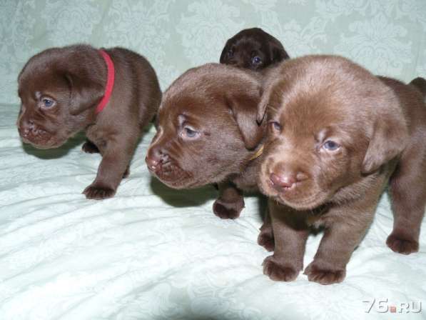 Шоколадный щенок лабрадора в Ярославле фото 11
