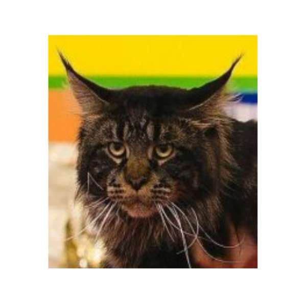 Племенной кот в Омске фото 14