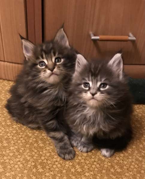 Мейн-кун в Серпухове фото 12