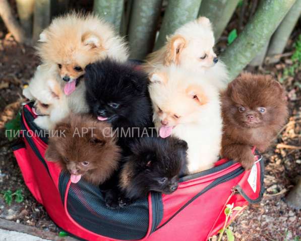 Померанский шпиц