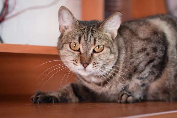 Алиса &mdash; беззащитное существо ищет дом в Москве фото 5