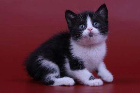 Очень красивые и ласковые котята! 2 месяца в Обнинске фото 7