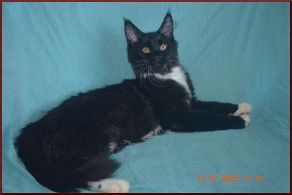 Роскошный черный котик мейн-кун из питомника в Астрахани фото 12