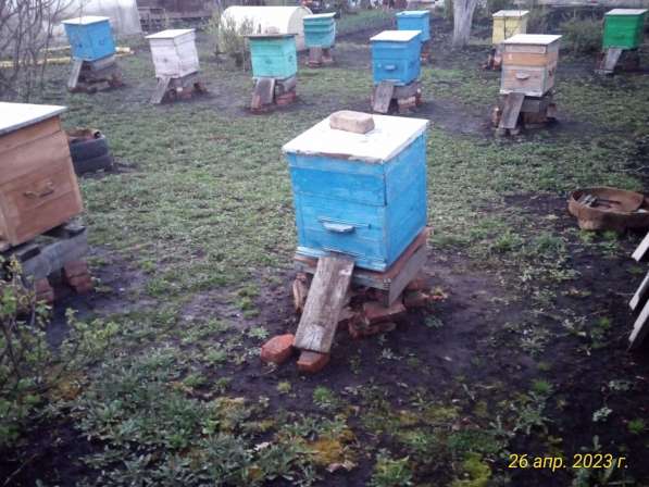 Продаю пчёлосемьи в Туле