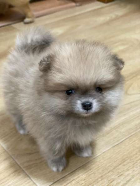 Pomeranian Spiz в 