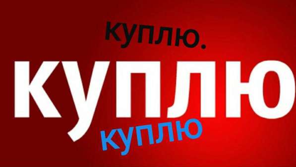 Куплю той-терьера