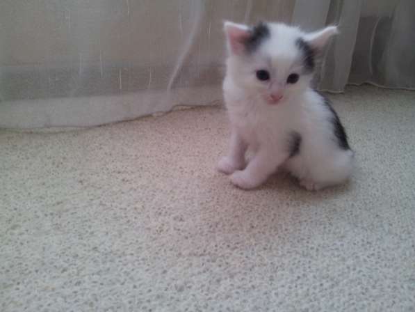 Котенок в Москве фото 6