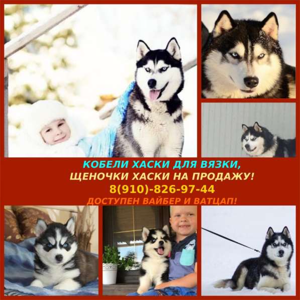 Кобели хаски для вязки