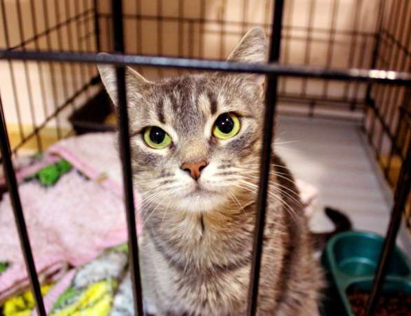 Добрая Камила в поисках друга в Москве фото 3