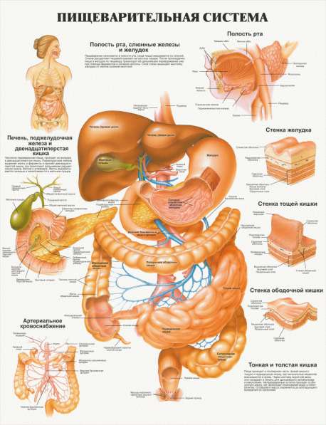 Анатомия. Учебные плакаты (комплект 40 плакатов) в фото 10