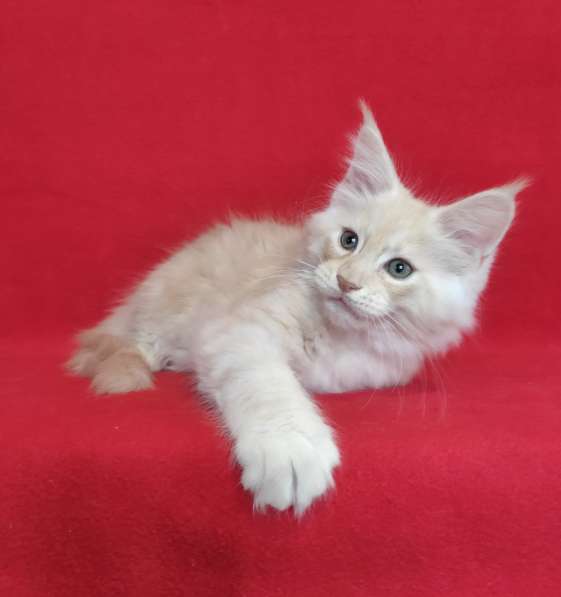 Котики мей-кун из питомника в Владимире фото 15