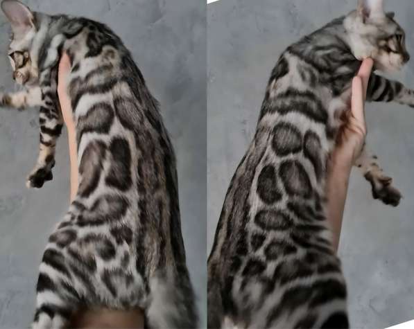 Бенгальские котята в Москве