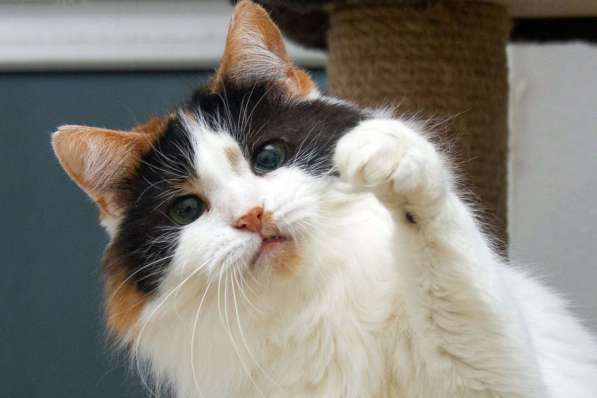 Трехцветная пушистая спокойная кошка-куколка Африка в дар
