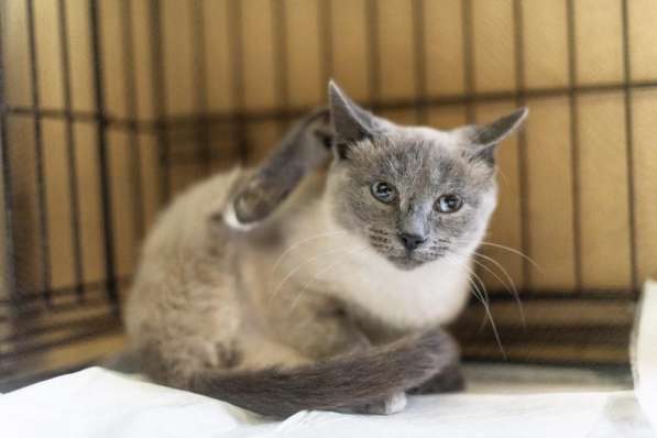 Невероятная красавица Агата в добрые руки в Москве фото 3