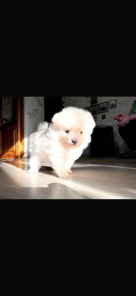 Шпиц мини мальчик в Барнауле