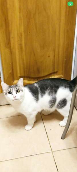 Кошечка Фрося в добрые руки в Москве