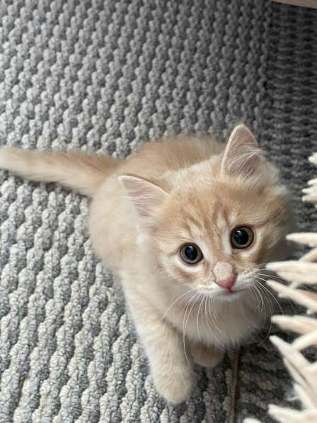 Отдаем котенка девочку