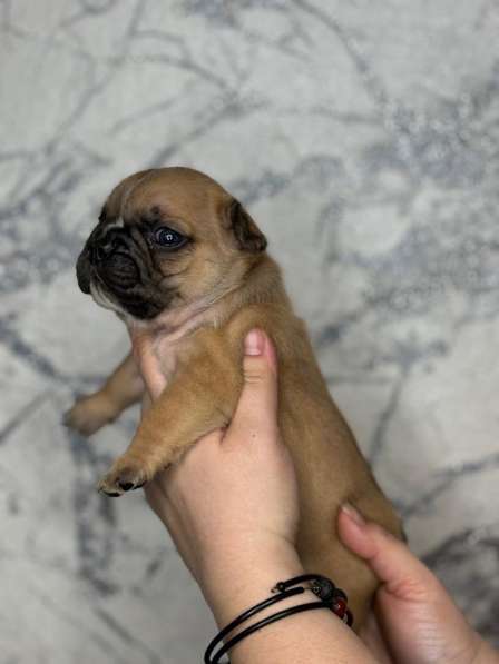 Французское счастье! в Екатеринбурге фото 6