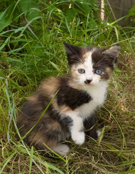 Котята в Орске фото 3