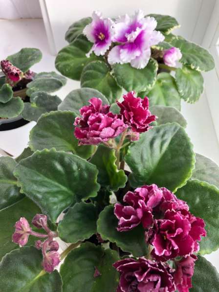 Фиалки в наличии, Анива в Аниве