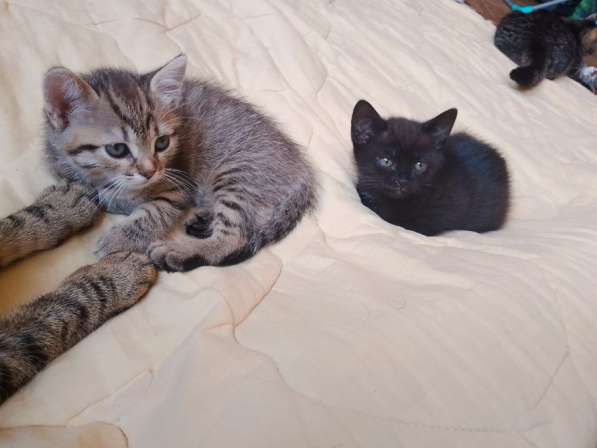 Котята в добрые руки в Краснодаре фото 3
