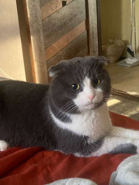 Отдам котов в добрые руки