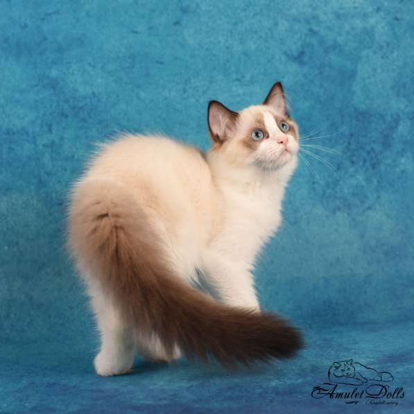 Male for pet ragdoll в Москве фото 4