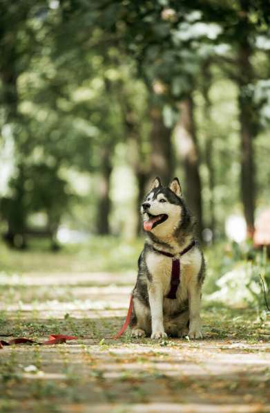 Канзи ищет дом. В добрые руки в Москве фото 5
