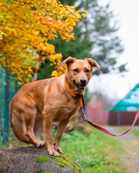 Мягкая и послушная молодая собака ищет дом в Санкт-Петербурге фото 18