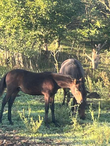 Лошадь в Нальчике фото 4