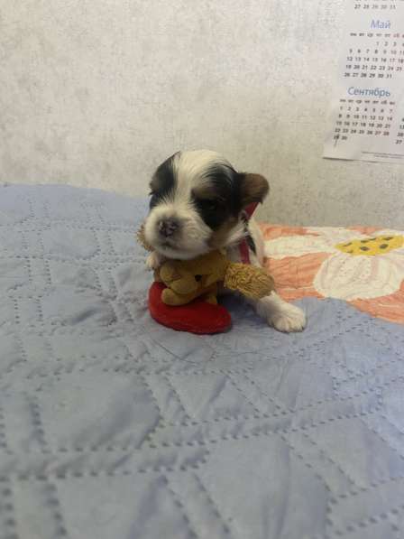 Щенки Бивер терьера в Санкт-Петербурге фото 3