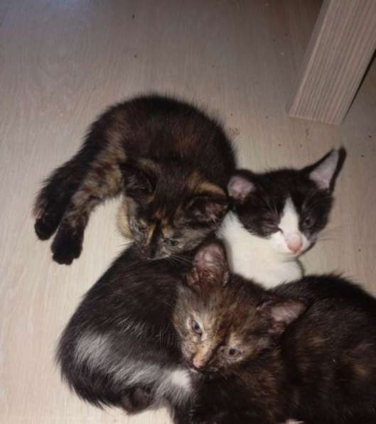 Котята бесплатно в Краснодаре