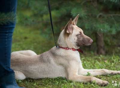 Отдам даром Собака в добрые руки в Санкт-Петербурге фото 3