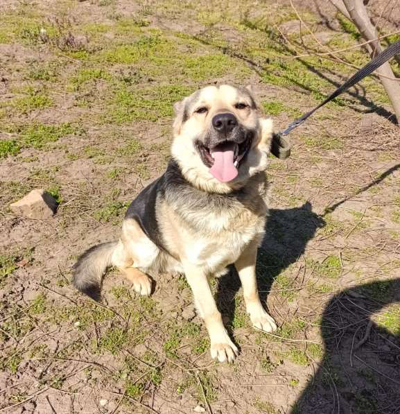 Мега-ласковый пёс Арчи в добрые руки в Москве фото 4