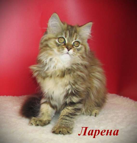 Шотландские котята из питомника в Санкт-Петербурге фото 6