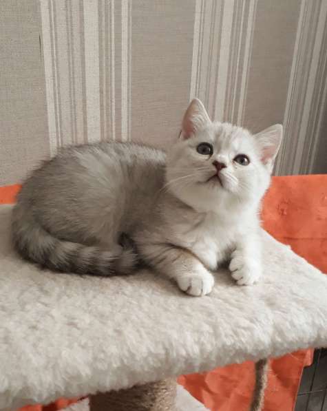 Прелестные британские котята серебристая шиншилла в Санкт-Петербурге фото 6