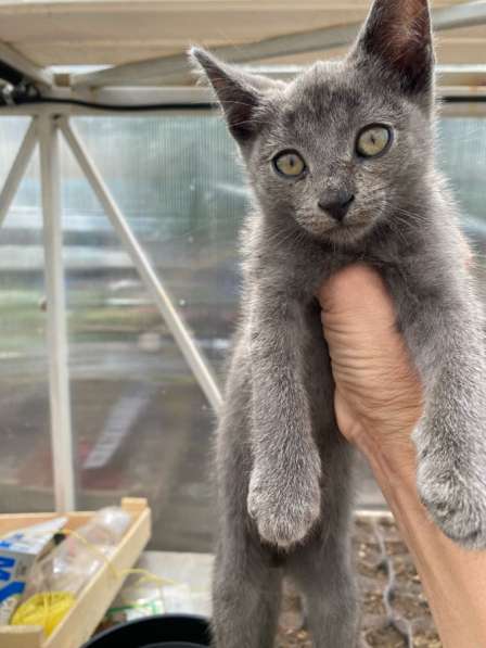 Котята в добрые руки в Самаре