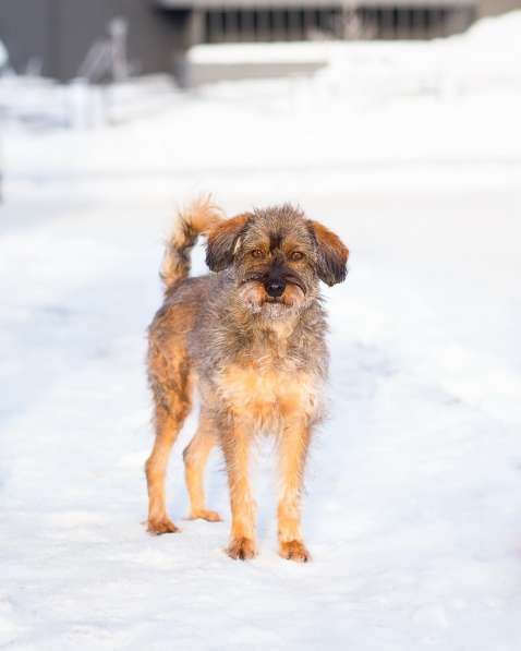 Редкой внешности собачка ищет дом
