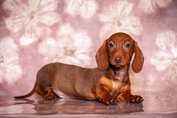 Клубные щенки рыжики в Москве фото 4