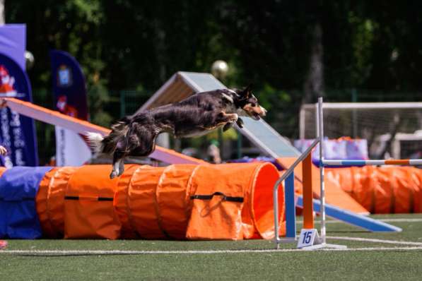 Кинолог для собак в Самаре