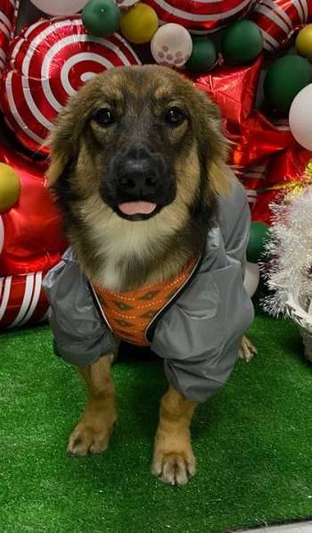 Тимоха в поисках дома и друзей в Химках фото 3