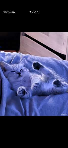 Котенок в Махачкале