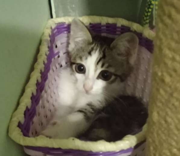 Котенок в добрые руки. Лео, добрейшая душа в Москве фото 3