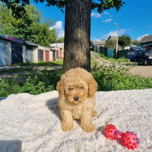 Щенки тойпуделя красный черный абрикос