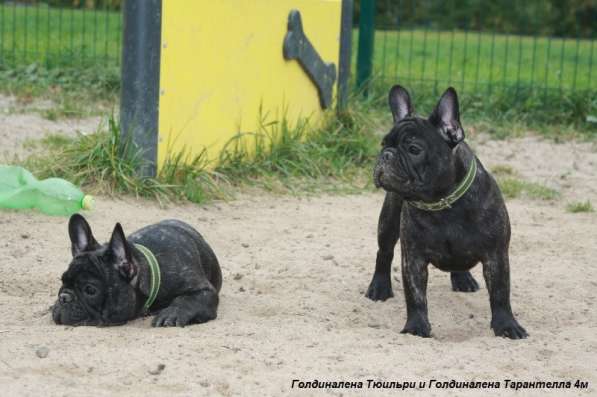 Французский бульдог подрощенные тигровые девочки в Москве фото 4